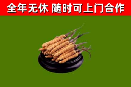 抚远市回收冬虫夏草
