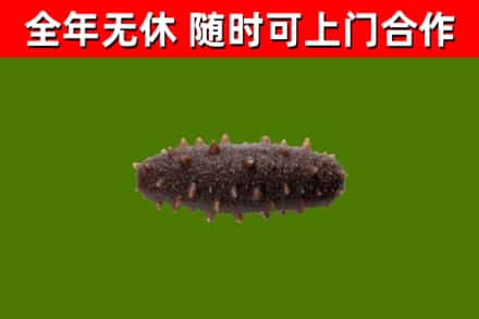 抚远市回收海参干